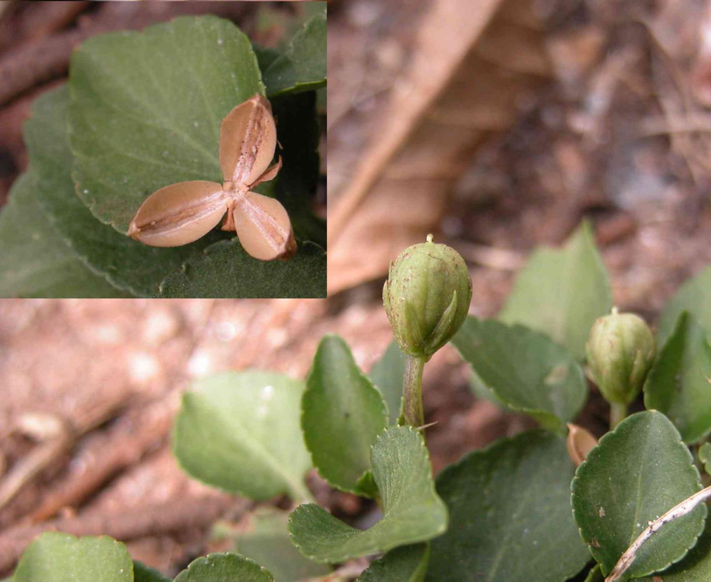 Violet, Teesdale fruit